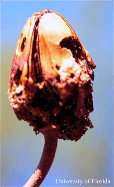 Figure 8. Caoba antillana, Swietenia mahagoni, cápsula de semillas dañado por Taladrador, de las meliááceas, Hypsipyla grandella (Zeller).