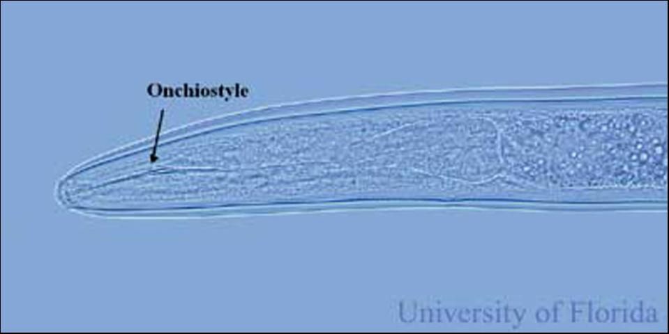 Figure 2. Curved onchiostyle of Trichodorus obtusus.