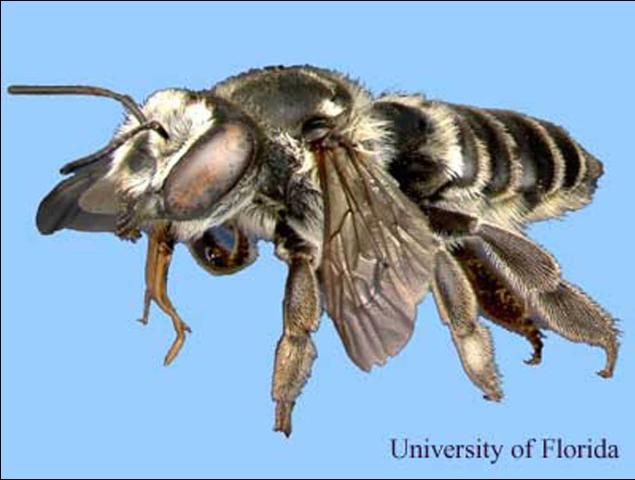 Figure 1. A leafcutting bee, Megachile sp.