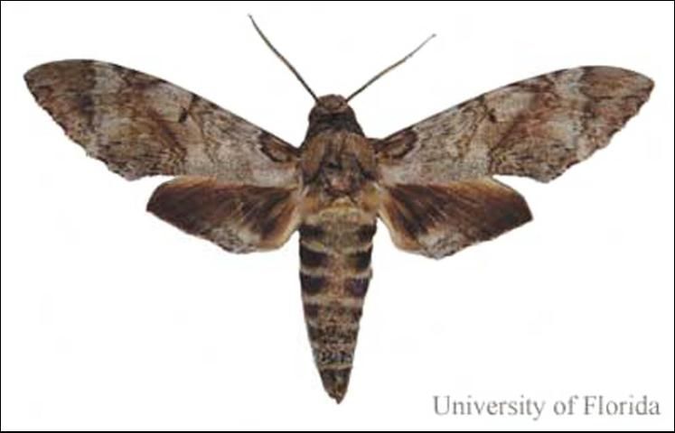 Figure 1. Pseudosphinx tetrio (Linnaeus) adult; dorsal view; wingspan 12.5 cm.