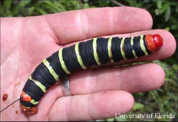 Figure 3. Pseudosphinx tetrio (Linnaeus) larva showing relative size on adult hand; Maricao Forest, Puerto Rico.
