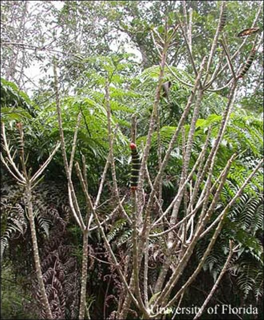 Figure 6. Pseudosphinx tetrio (Linnaeus) larvae defoliating a tree in Maricao Forest, Puerto Rico.