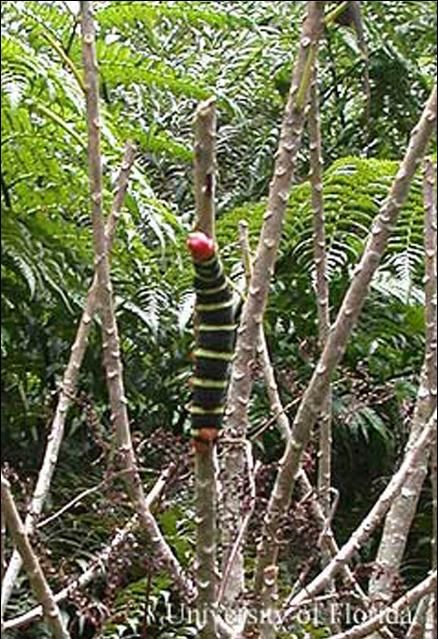 Figure 7. Closer view of Pseudosphinx tetrio (Linnaeus) larva defoliating a tree in Maricao Forest, Puerto Rico.