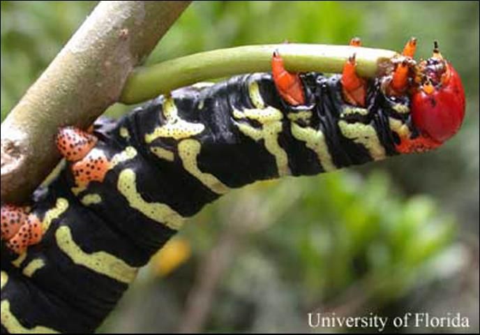 Figure 5. Close-up of Pseudosphinx tetrio (Linnaeus) larva feeding; Maricao Forest, Puerto Rico.