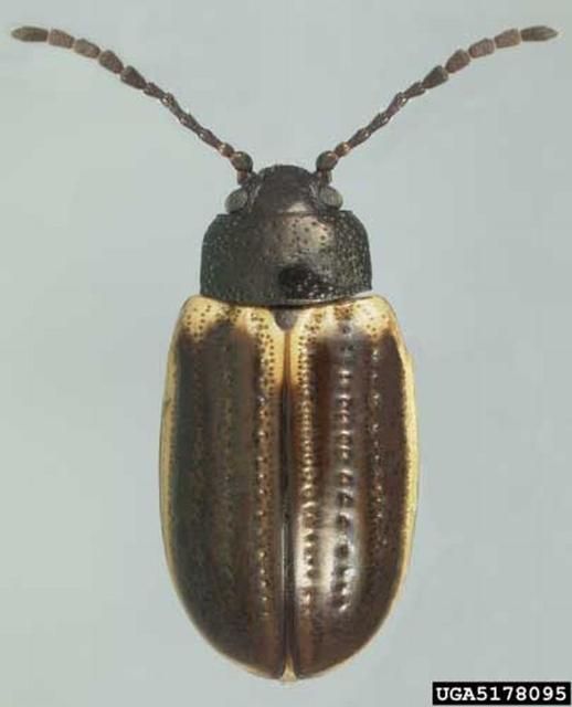 Figure 5. Dorsal view of an adult yellowmargined leaf beetle, Microtheca ochroloma Stål.
