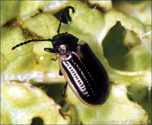 Figure 1. Adult yellowmargined leaf beetle, Microtheca ochroloma Stål.