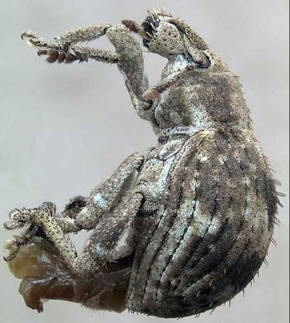 Figure 3. Lateral view of an adult twobanded Japanese weevil, Pseudocneorhinus bifasciatus (Roelofs)