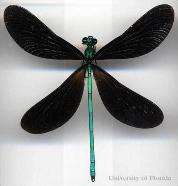 Figure 2. Vue dorsale d'un adulte de Calopteryx maculata. Cette espece est dans la famille Calopterygidae. Cette image montre l'une des deux forme d'aile dans les demoiselles de la Floride.