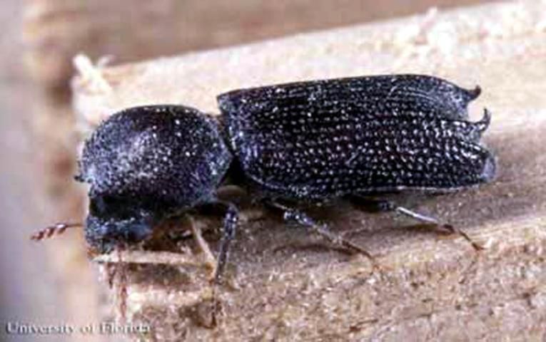 Figure 1. Adult male Heterobostrychus aequalis (Waterhouse), a wood-boring beetle.