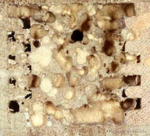 Figure 4. Tunnels, with sawdust-like debris, made by larvae of Heterobostrychus aequalis (Waterhouse), a wood-boring beetle.