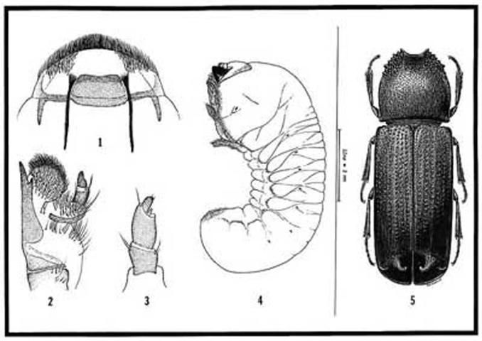 Figure 3. Larval and adult characteristics of Heterobostrychus aequalis (Waterhouse), a wood-boring beetle. 1–4: third instar larva, 1) Epipharynx, 2) left maxilla (ventral), 3) left antenna (ventral), 4) larva (lateral). 5: adult male. Line between larva and adult represents 3 mm.