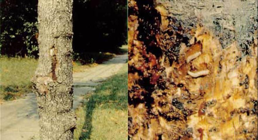 Figure 1. Damage caused by clearwing moth larvae.