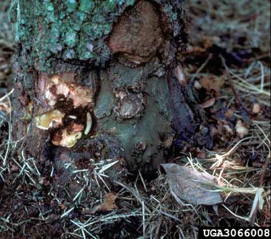 Figure 5. Damage at rootcollar of flowering dogwood, Cornus florida, caused by the dogwood borer, Synanthedon scitula (Harris).