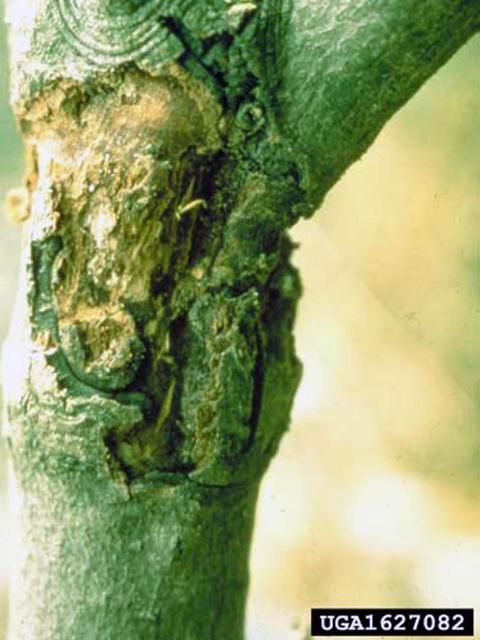 Figure 4. Damage caused by the dogwood borer, Synanthedon scitula (Harris).