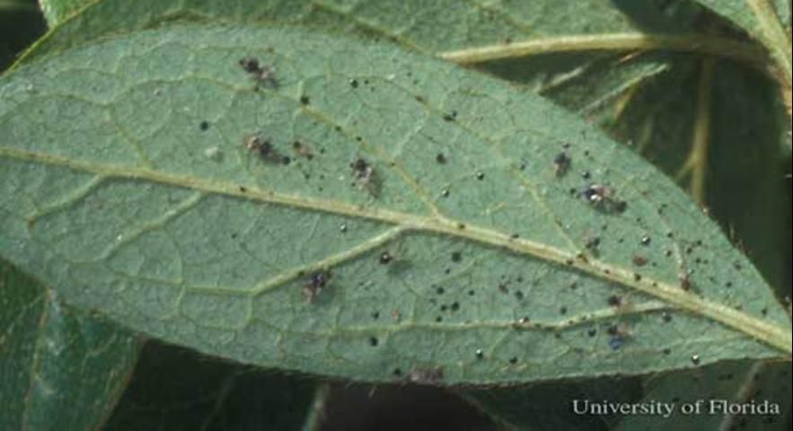 Figure 9. Azalea leaf with azalea lace bugs, Stephanitis pyrioides (Scott), and excrement spots.