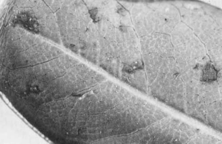 Figure 4. Injury to Pittosporum leaf caused by false spider mite, Brevipalpus sp.