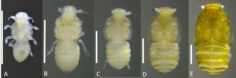 Immature life stages of Haplaxius crudus: A) dorsal view of female 1st instar, B) dorsal view of 2nd instar, C) dorsal view of 3rd instar, D) dorsal view of 4th instar, and E) dorsal view of 5th instar; scale bar = 0.5 mm 