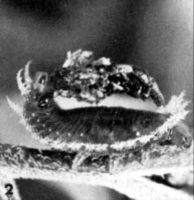Figure 4. Lateral view of the larva of a clavate tortoise beetle, Plagiometriona clavata (Fabricius). Head of larva is to the right. Anal fork with feces is held above larva.