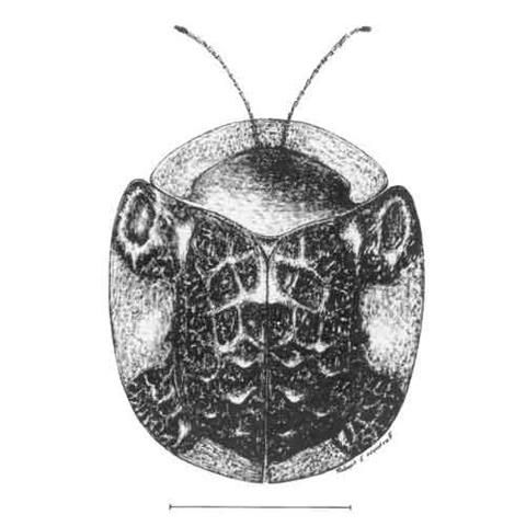 Figure 2. Adult clavate tortoise beetle, Plagiometriona clavata (Fabricius). Line represents 3 mm.