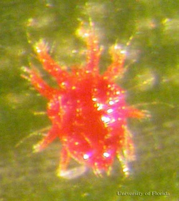 Figure 2. Adult male red palm mite, Raoiella indica Hirst.