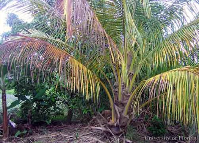 Figure 3. Severe damage to palm caused by the red palm mite, Raoiella indica Hirst.