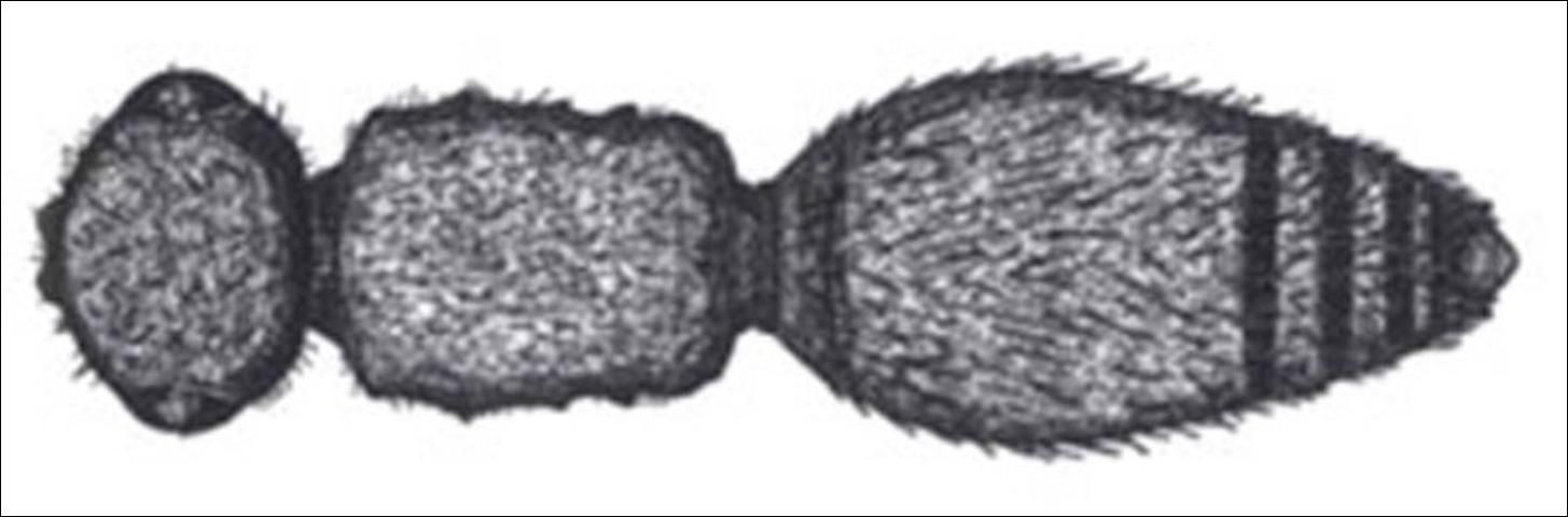 Figure 12. Dorsal view of rectangular mesosoma of Photomorphus spp. Note: as wide or wider than head.