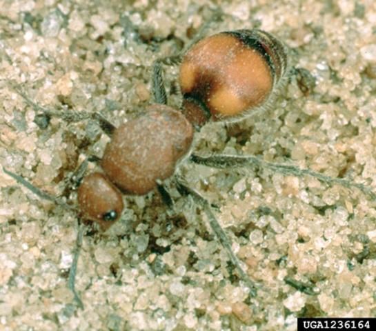 Figure 6. Dorsal view of an adult female velvet ant.