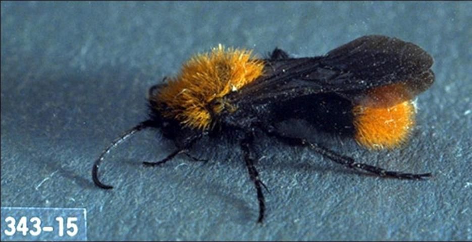 Figure 35. Adult male Dasymutilla sp., a velvet ant.