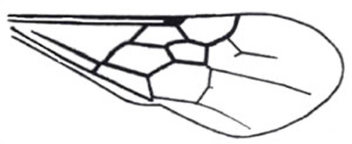 Figure 25. Inconspicuous forewing pterostigma of the genus Lomachaeta.