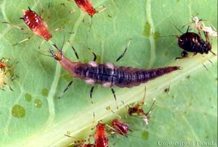 Figure 6. There are many ways to implement integrated pest management, such as using lacewing larvae to control aphids.