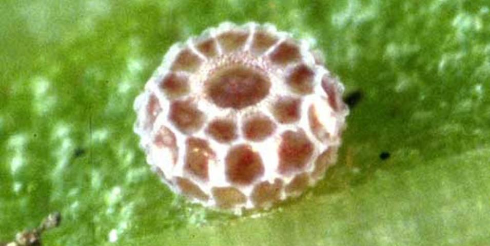 Figure 2. Egg of the little metalmark, Calephelis virginiensis (Guérin- Ménéville).