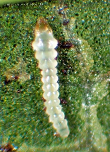 Figure 1. Mature larva of the azalea leafminer, Caloptilia azaleella (Brants).