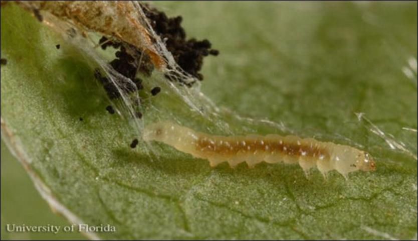 Figure 6. Mid-sized larva (4.5 mm long) of the azalea leafminer, Caloptilia azaleella (Brants). Note dark frass (insect waste) at upper left of image. Head of larva is at right.