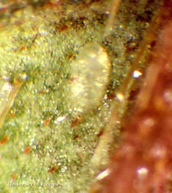 Figure 2. Egg of the azalea leafminer, Caloptilia azaleella (Brants).
