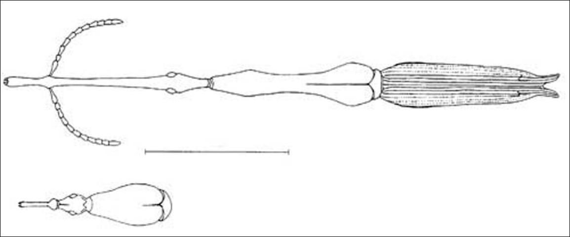Figure 5. Adult Brentus anchorago Linell, a primitive weevil. Image shows male (top) habitus (general form and appearance), female (bottom) head and prothorax. Line represents 10 mm.