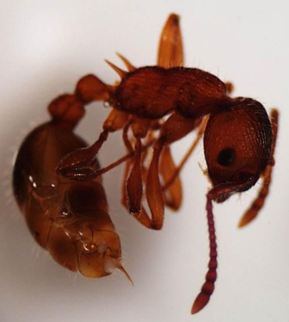 Figure 1. Adult worker of the European fire ant, Myrmica rubra Linnaeus. Notice the sting, the two-segmented waist and the two spines on the propodeum.