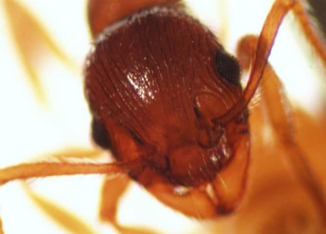 Figure 3. Detail of the head of an adult worker of the European fire ant, Myrmica rubra Linnaeus. Notice the bent scape, the frontal lobes with respect to the base of the antenna, and the sculptured head.