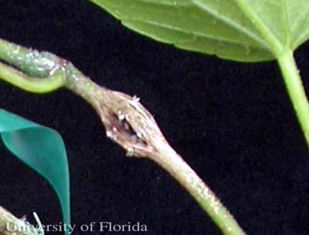 Figure 14. Gall caused by larval growth of Eurhinus magnificus Gyllenhal, a weevil.