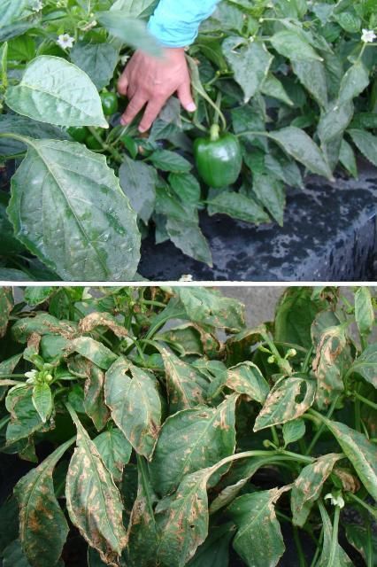 Figure 7. Bacterial leaf spot resistant pepper variety '7141' (upper) vs. Polaris (bottom) susceptible variety under environmental conditions conducive to high bacterial spot pressure. Credits: Gene McAvoy.