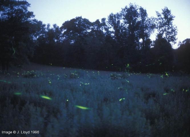Figure 10. Fireflies at night.