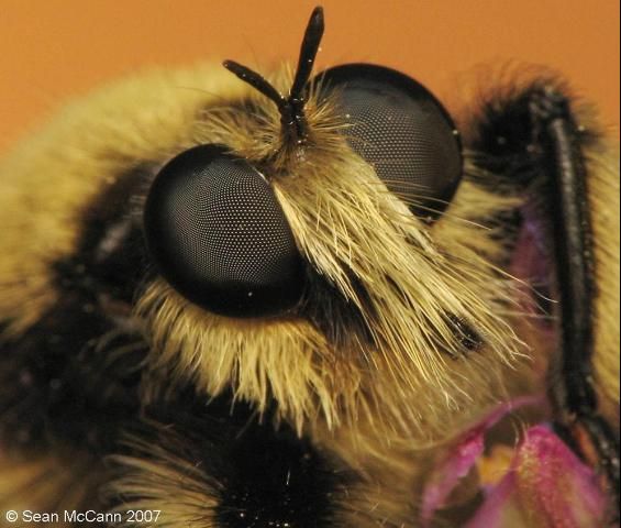 Figure 5. Look at the compound eyes on this insect.