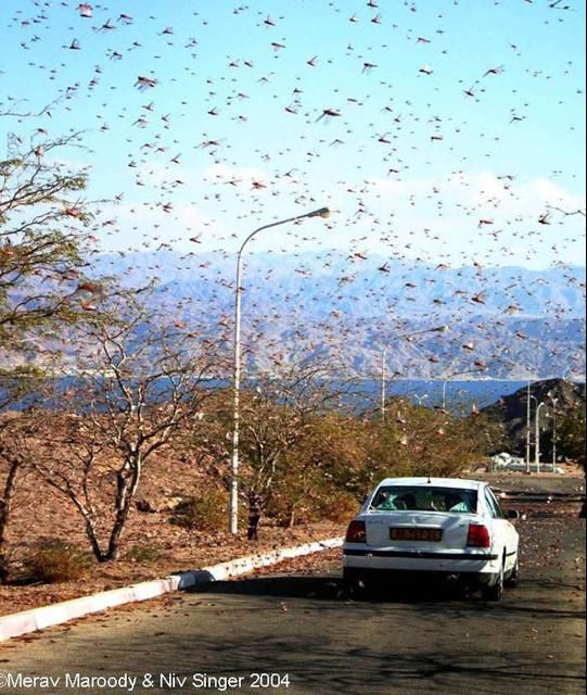 Figure 28. Insect swarm.