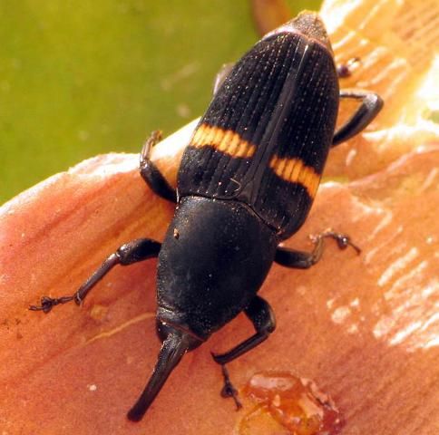 Figure 19. Weevil introduced from Central America.