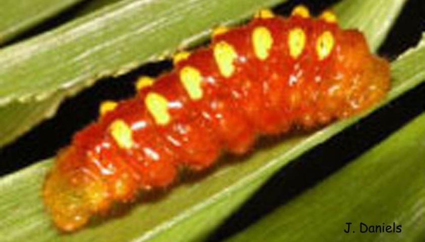 Figure 15. Insect larva.