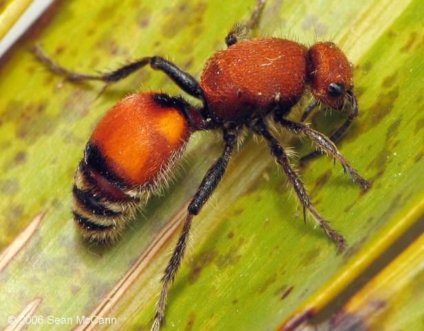 Figure 11. Notice the velvet ant's abdomen.