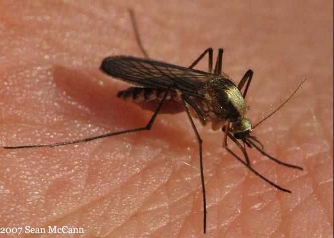 Figure 20. Mosquito on human skin.