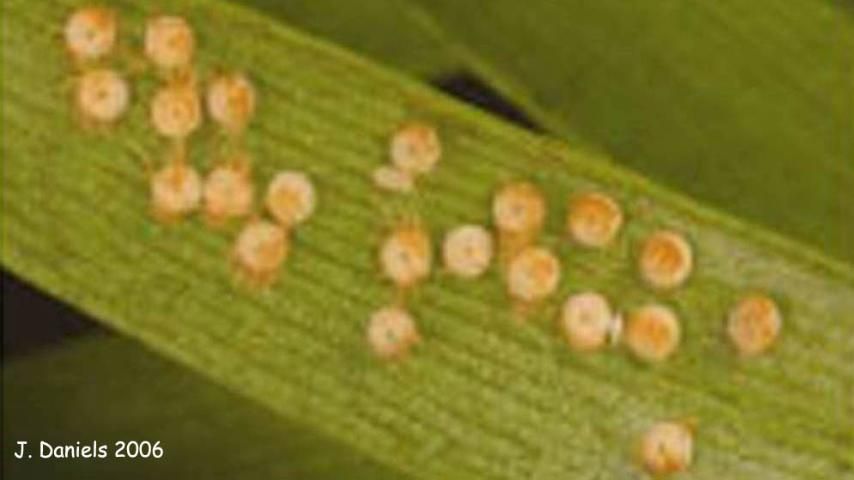 Figure 14. Insect eggs.