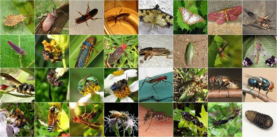 Figure 31. Examples of insect diversity.