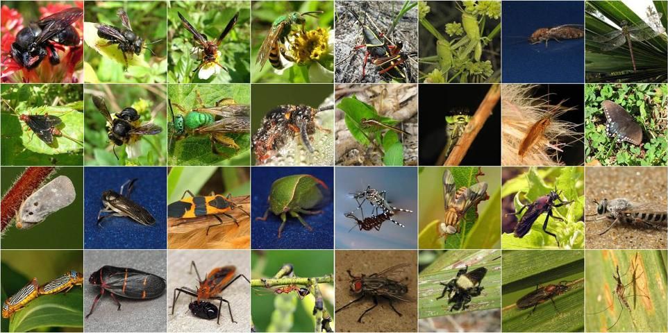 Figure 30. Examples of insect diversity.
