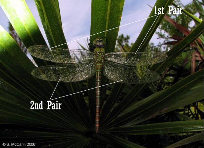 Figure 8. Labeled pairs of dragonfly wings.